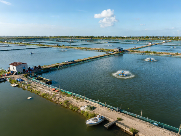 水產(chǎn)品抗生素檢測(cè)的國(guó)家標(biāo)準(zhǔn)有哪些?水產(chǎn)抗生素檢測(cè)行業(yè)的市場(chǎng)規(guī)模有多大?